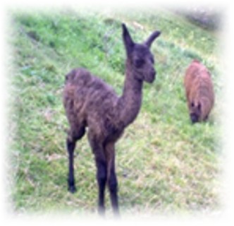 Junges Lama